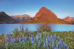 Swiftcurrent Lake Prints: lupines at Swiftcurrent Lake with Mount Grinnell - USA, Montana, Glacier National Park