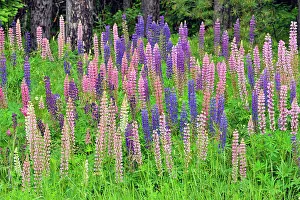 Lupines Prints: Lupines by the side of the road, Chequamegon National Forest, Hwy 77, Wisconsin, USA