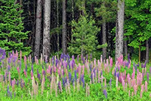 Lupines Prints: Lupines by the side of the road, Chequamegon National Forest, Hwy 77, Wisconsin, USA