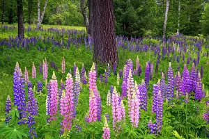 Bloom Prints: Lupines around tree, Pearl Lake, White Mountain National Forest, New Hampshire, USA