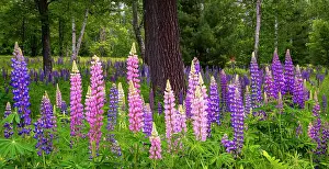 White Mountain Region Prints: Lupines around tree, Pearl Lake, White Mountain National Forest, New Hampshire, USA