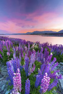 Lakeside Prints: Lupins in bloom by the lake at dawn at Tekapo, New Zealand