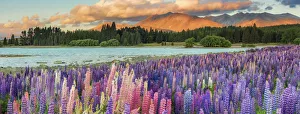 Lakeside Prints: Lupins in bloom by the lake on a sunny spring day at Tekapo, New Zealand
