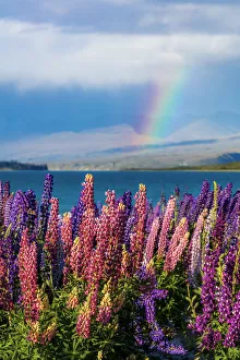 Lupins in bloom by the lake on a sunny spring day at Tekapo, New Zealand
