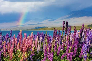Lupins in bloom by the lake on a sunny spring day at Tekapo, New Zealand