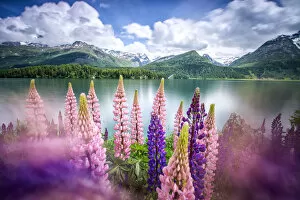 Images Dated 3rd September 2015: Lupins in bloom on the shores of the Lake of Sils shaken by a strong wind. Sils, Engadine