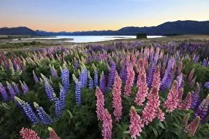 Lupins at Lake Tekapo, Canterbury, New Zealand