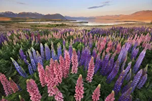 Images Dated 1st November 2019: Lupins at Lake Tekapo, Canterbury, New Zealand