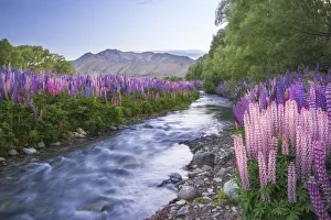 Images Dated 1st November 2019: Lupins at Lake Tekapo, Canterbury, New Zealand