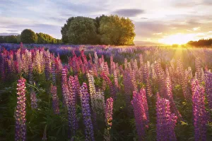Images Dated 1st November 2019: Lupins at Lake Tekapo, Canterbury, New Zealand