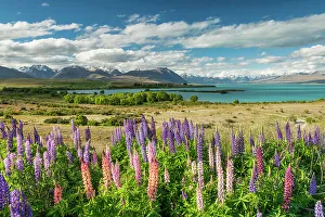 Turquiose Prints: Lupins at Lake Tekapo, South Island, New Zealand