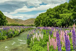 Lupins Prints: Lupins in Lindis Valley, Otago, South Island, New Zealand