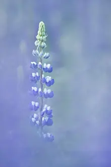 Flora Prints: Lupins (Lupinus nootkatensis) Triglav national Park, Julian Alps, Gorenjska, Slovenia