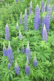 Images Dated 24th August 2021: Lupins (Lupinus polyphyllus) near Schluchsee Lake, Black Forest, Baden-Wurttemberg, Germany