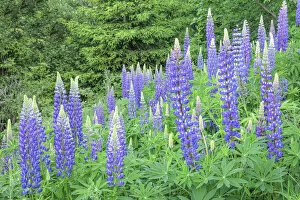Images Dated 24th August 2021: Lupins (Lupinus polyphyllus) near Schluchsee Lake, Black Forest, Baden-Wurttemberg, Germany