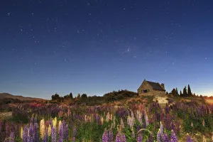 Lake Tekapo Prints: Lupins at night at Lake Tekapo, Canterbury, New Zealand