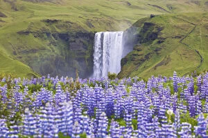 Waterfalls Collection: Lupins wrap the green meadows around the Skogafoss waterfall, Sudurland, Iceland