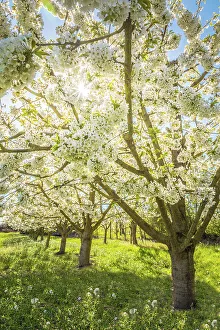 Wiesbaden Prints: Lush blooming cherry trees near Frauenstein, Wiesbaden, Hesse, Germany