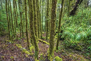 Mossy Prints: Lush Cloud Forest Habitat, Costa Rica