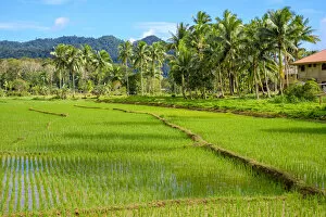Images Dated 9th May 2019: Lush green rice fields, Bilar, Bohol, Central Visayas, Philippines