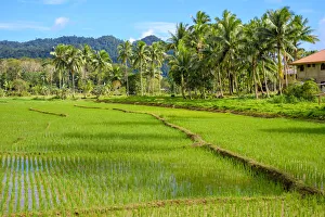 Images Dated 9th May 2019: Lush green rice fields, Bilar, Bohol, Central Visayas, Philippines