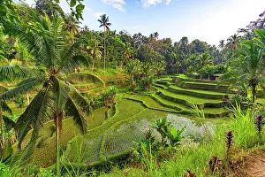 Tropical Climate Prints: Lush palm trees and terraced fields, Ubud, Bali, Indonesia