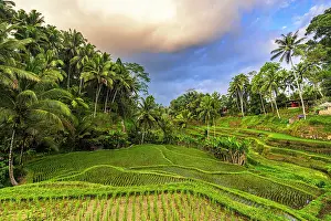Tropical Climate Prints: Lush palm trees and terraced fields, Ubud, Bali, Indonesia