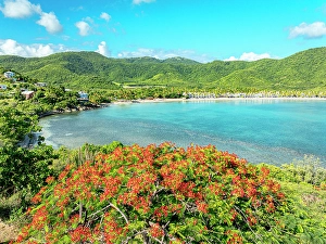Leeward Islands Prints: Lush red flamboyant plant in a turquoise exotic lagoon