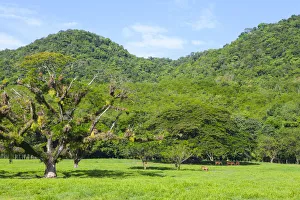 Dense Prints: Lush Rural Landscape near Reach Falls, St. Elizabeth Parish, Jamaica, Caribbean