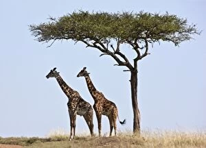Two Maasai giraffes shade themselves beneath a Balanites tree on the plains of the Masai Mara National