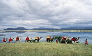 Worker Gallery: Maasai men lead a camel caravan laden with equipment