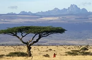 Traditional Dress Gallery: Maasai moran (warrior) framed by an acacia tortilis tree with Mt