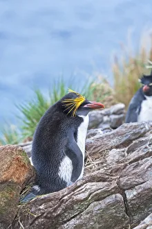 A macaroni penguin (Eudyptes chrysolophus), East Falkland, Falkland Islands
