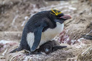 Breeding Colony Prints: Macaroni penguin (Eudyptes chrysolophus)