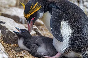 Breeding Colony Prints: Macaroni penguin (Eudyptes chrysolophus)