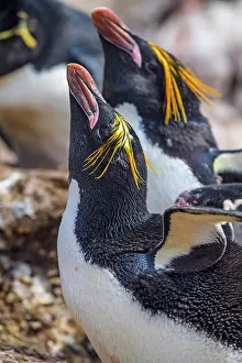Breeding Colony Prints: Macaroni penguin (Eudyptes chrysolophus)