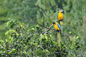 Two Macaws perched on a branch, Terradentro, Colombia, South America