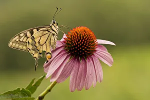 Machaon butterfly is waiting for the heat of the morning sun on a flower with red pistils Machaon butterfly is waiting for the heat of the morning sun on a flower with red pistils