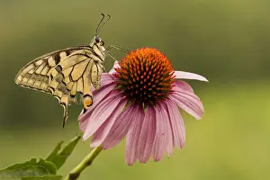 Insects Prints: Machaon butterfly is waiting for the heat of the morning sun on a flower with red pistils
