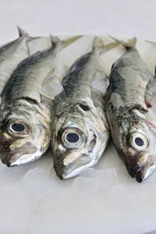 Images Dated 13th October 2011: Mackerel