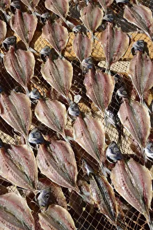 Mackerel Prints: Mackerels drying at the beach. Nazare, Portugal