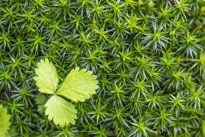 Textures Prints: Macro shot of a leaf in the moss in the underwood