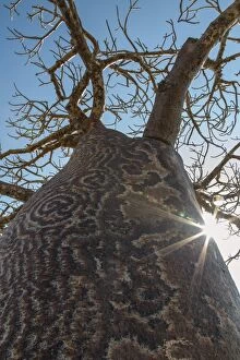 Madagascar, Ifaty, A big Baobab with a spotted bark on the road to Ifaty