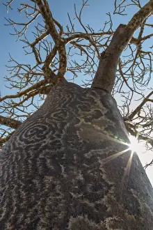 Madagascar Prints: Madagascar, Ifaty, A big Baobab with a spotted bark on the road to Ifaty