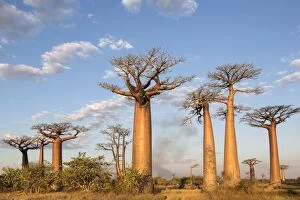 Madagascar, Morondava, Les AllAA┬¿e des Baobabs at sundown