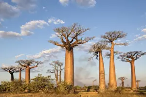 Madagascar, Morondava, Les Allae des Baobabs at sundown