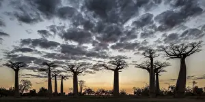 Madagascar Prints: Madagascar, Morondava, Les Allazae des Baobabs at sundown