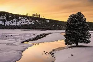 Carvings Prints: Madison River in evening light, Yellowstone National Park, Wyoming, USA