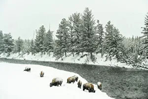 Carvings Prints: Madison River in winter with grazing bison, Yellowstone National Park, Wyoming, USA