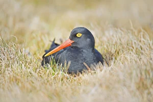 Images Dated 11th July 2013: Magellanic oystercatcher, Sea Lion Island, Falkland Islands, South Atlantic, South